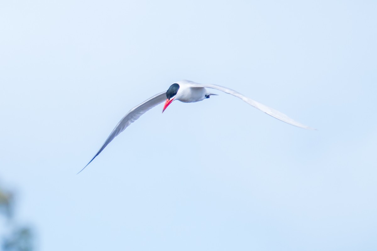 裏海燕鷗 - ML643123298