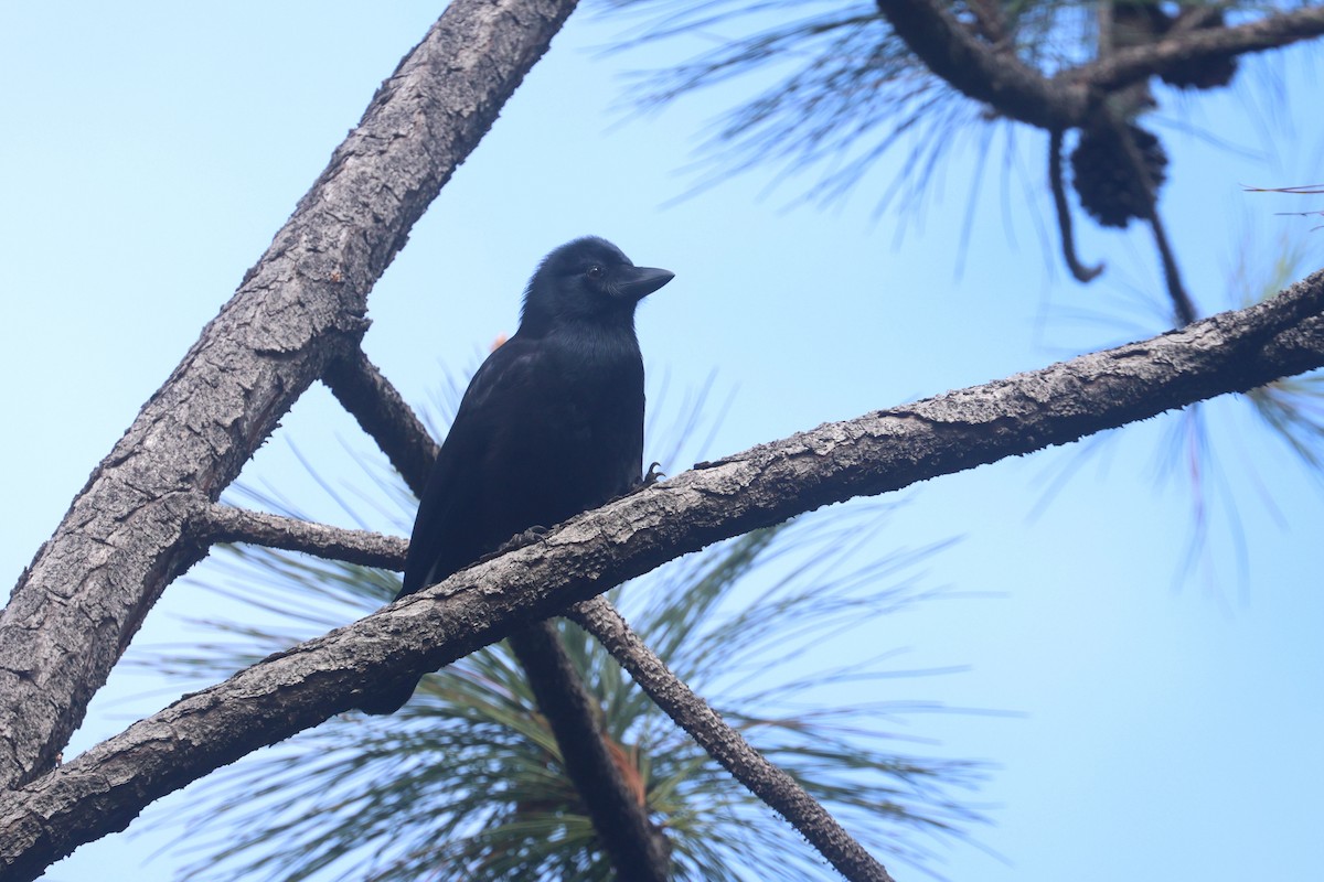 Corbeau calédonien - ML643123300