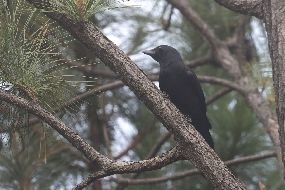 Corbeau calédonien - ML643123301
