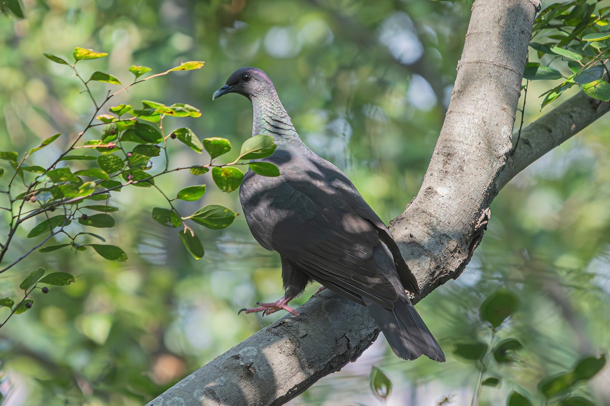 Black Wood-Pigeon - ML643123309