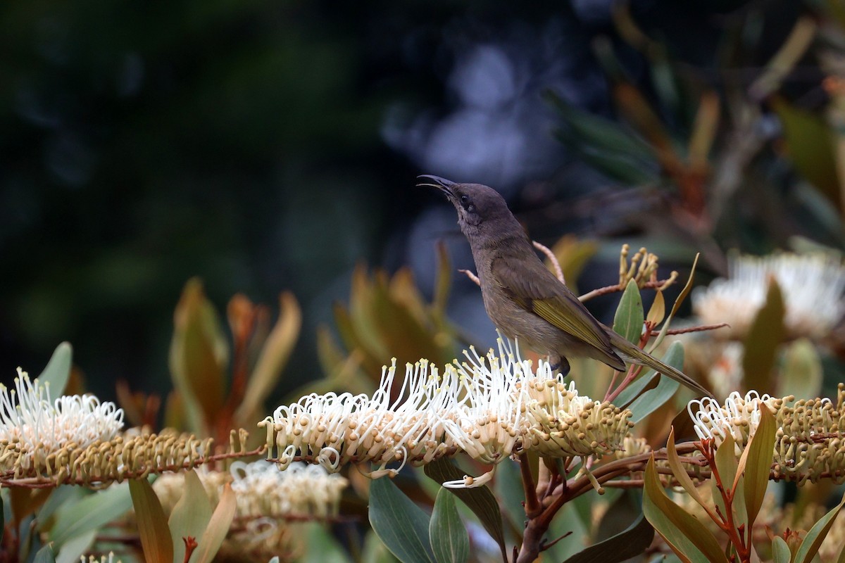 Gray-eared Honeyeater - ML643123311