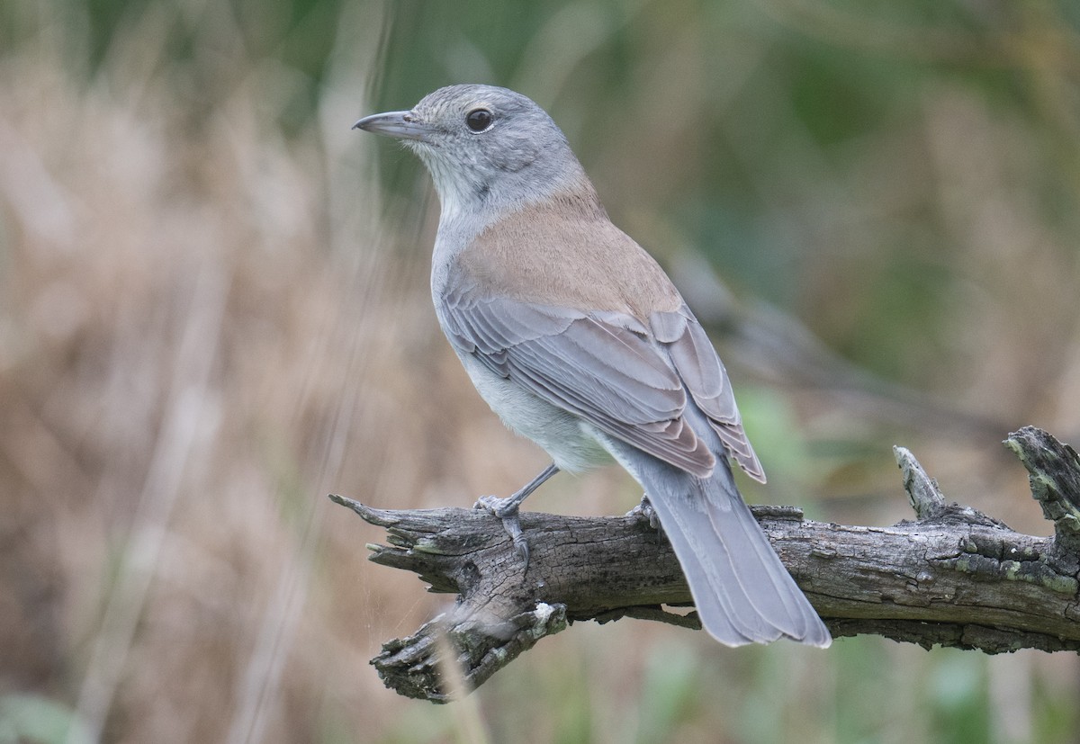 Gray Shrikethrush - ML643123312