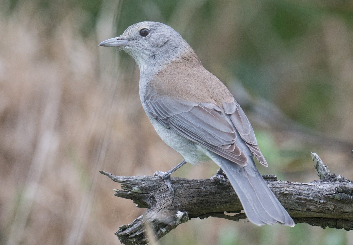Gray Shrikethrush - ML643123313