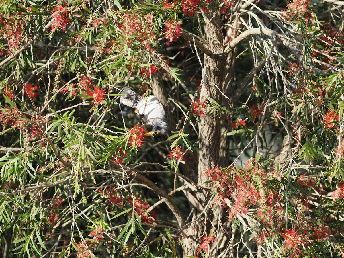 Noisy Miner - ML643123314