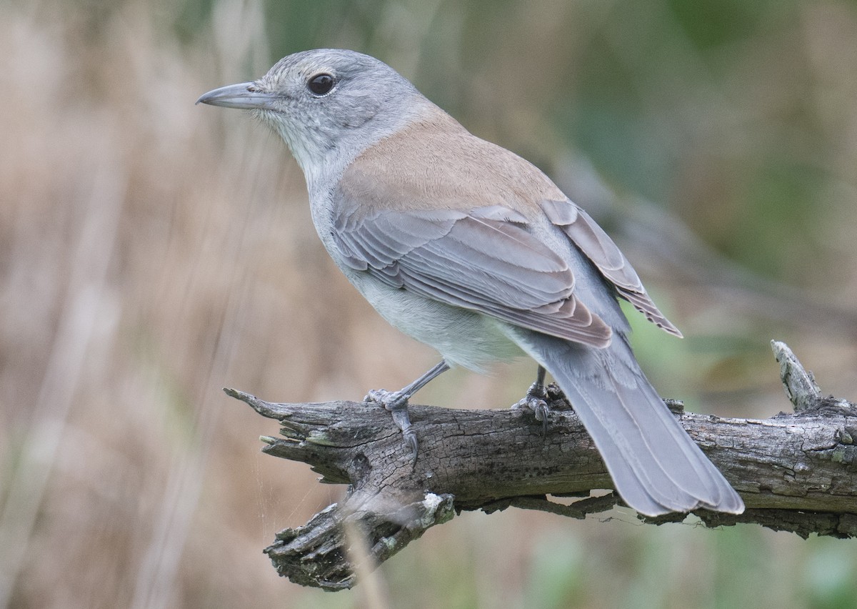 Gray Shrikethrush - ML643123315