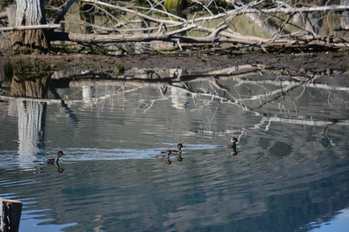 Hooded Merganser - ML643123319
