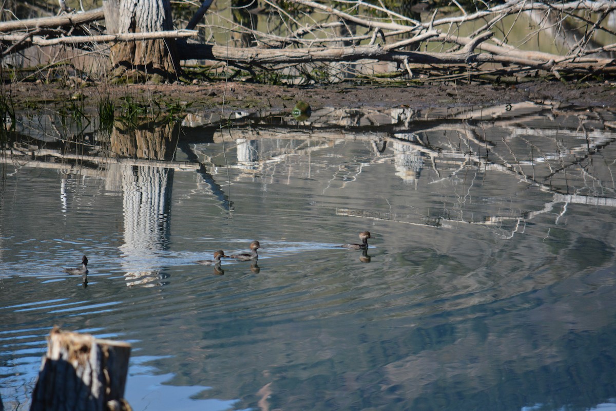 Hooded Merganser - ML643123320