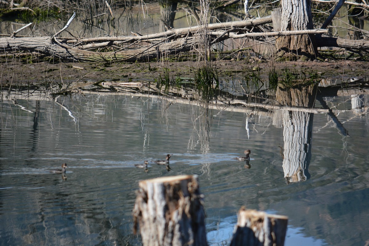 Hooded Merganser - ML643123321