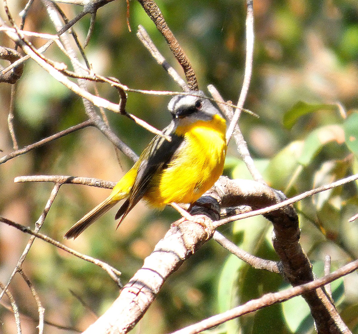 Miro à poitrine jaune - ML643123323