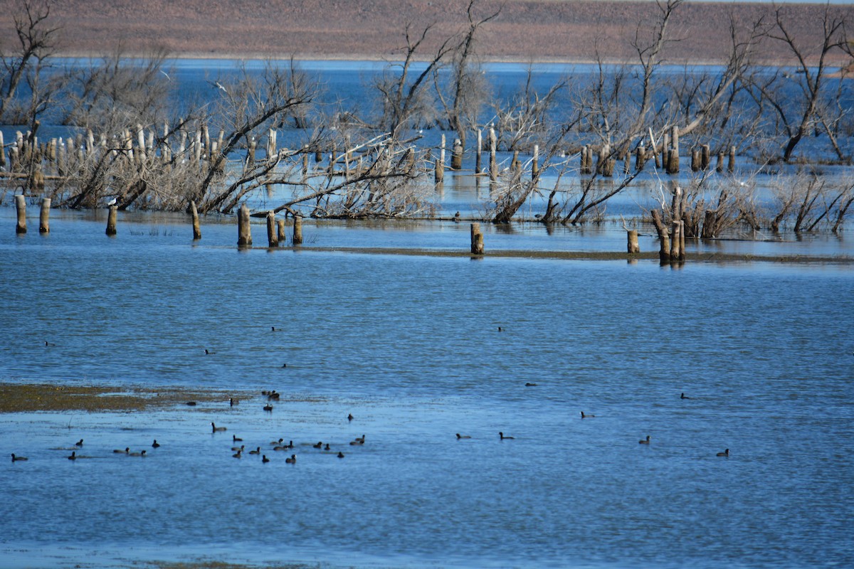 American Coot - ML643123326