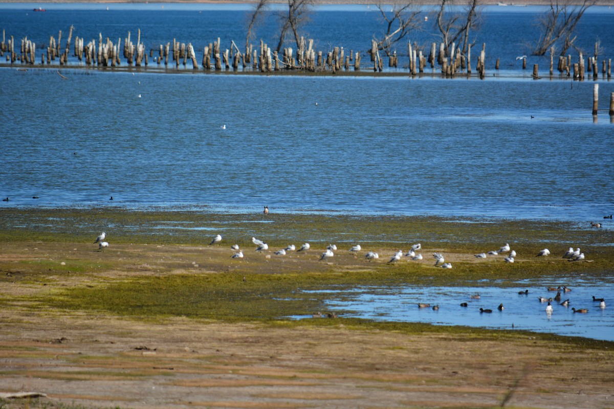 Ring-billed Gull - ML643123328