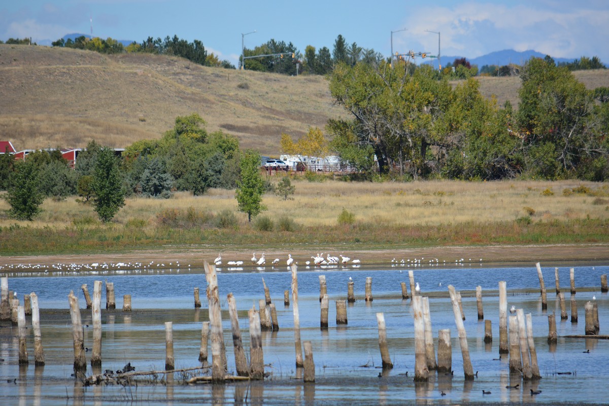 American White Pelican - ML643123332
