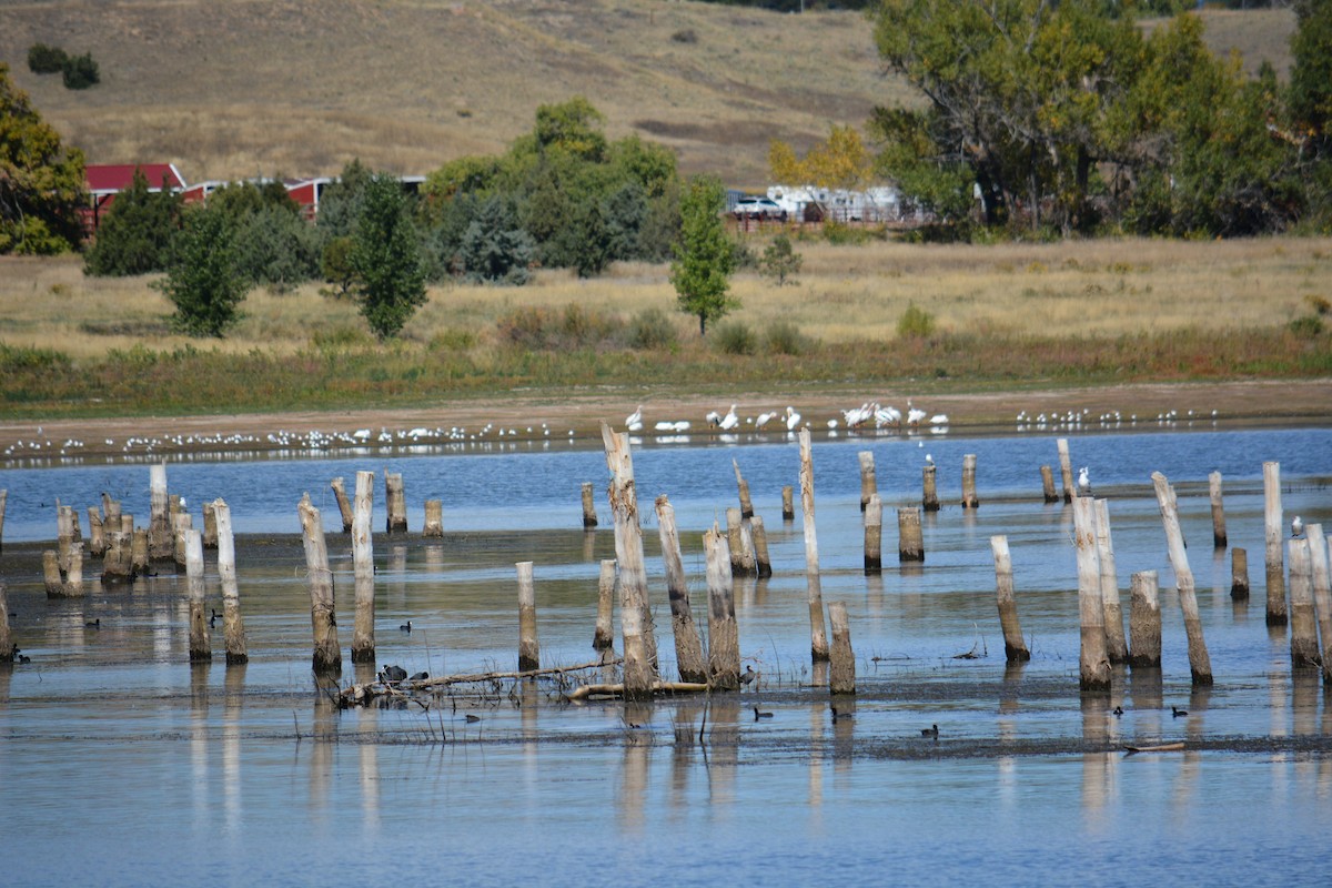 American White Pelican - ML643123342
