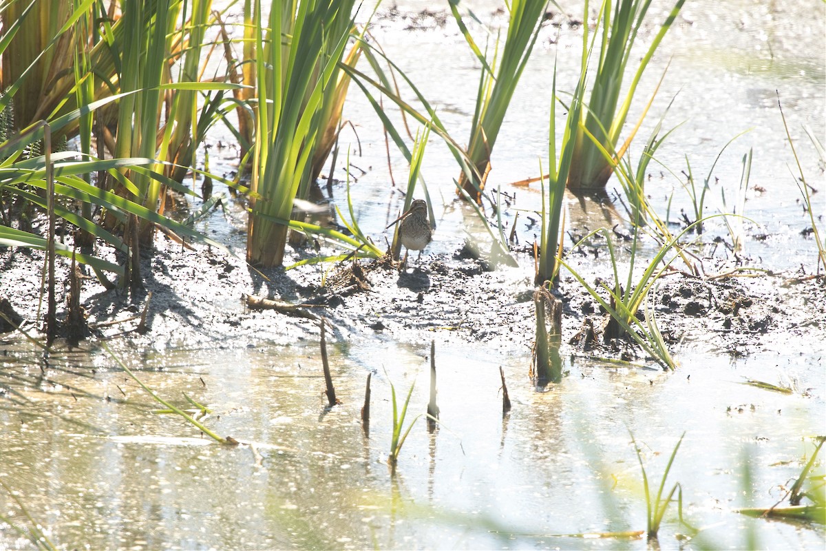Wilson's Snipe - ML643123359