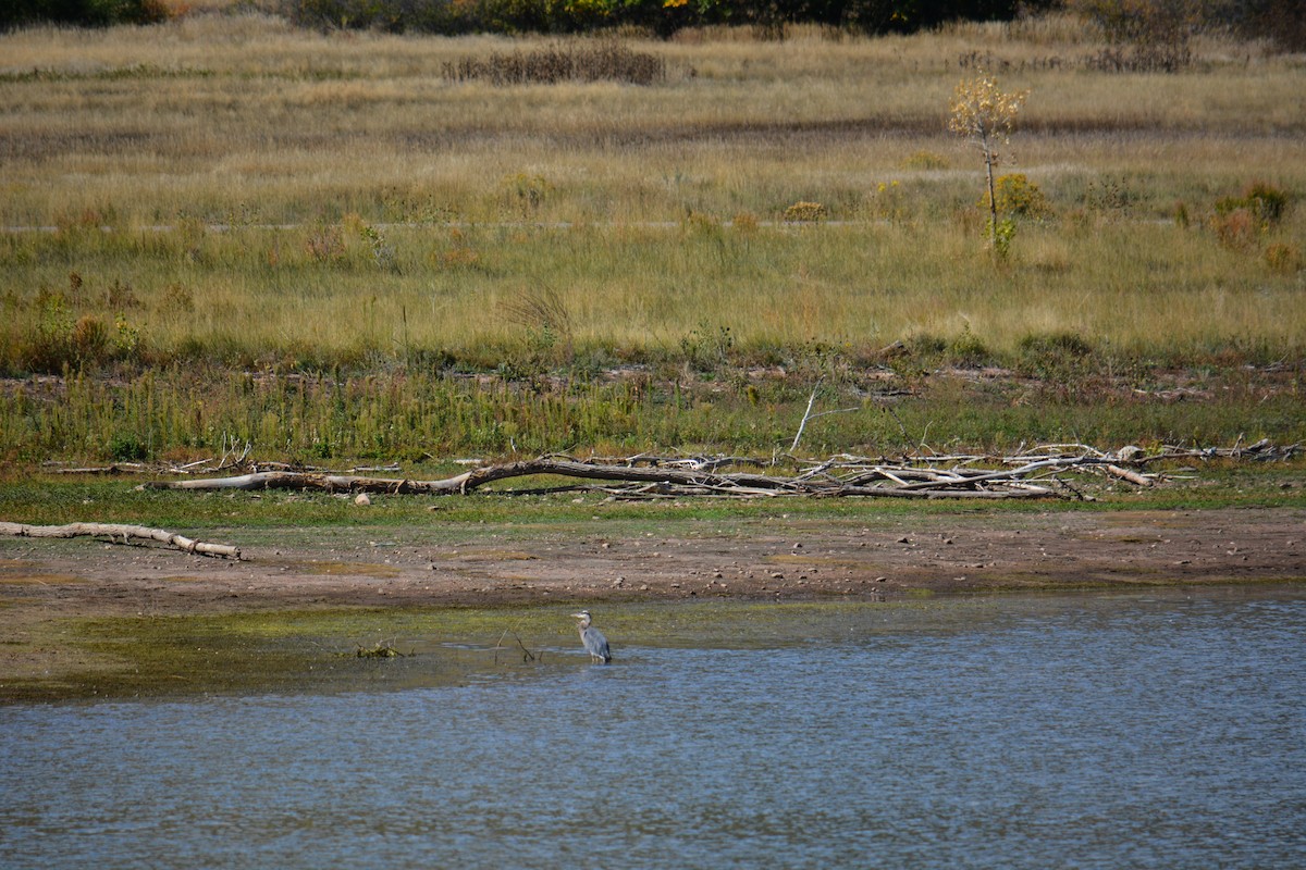 Great Blue Heron - ML643123360