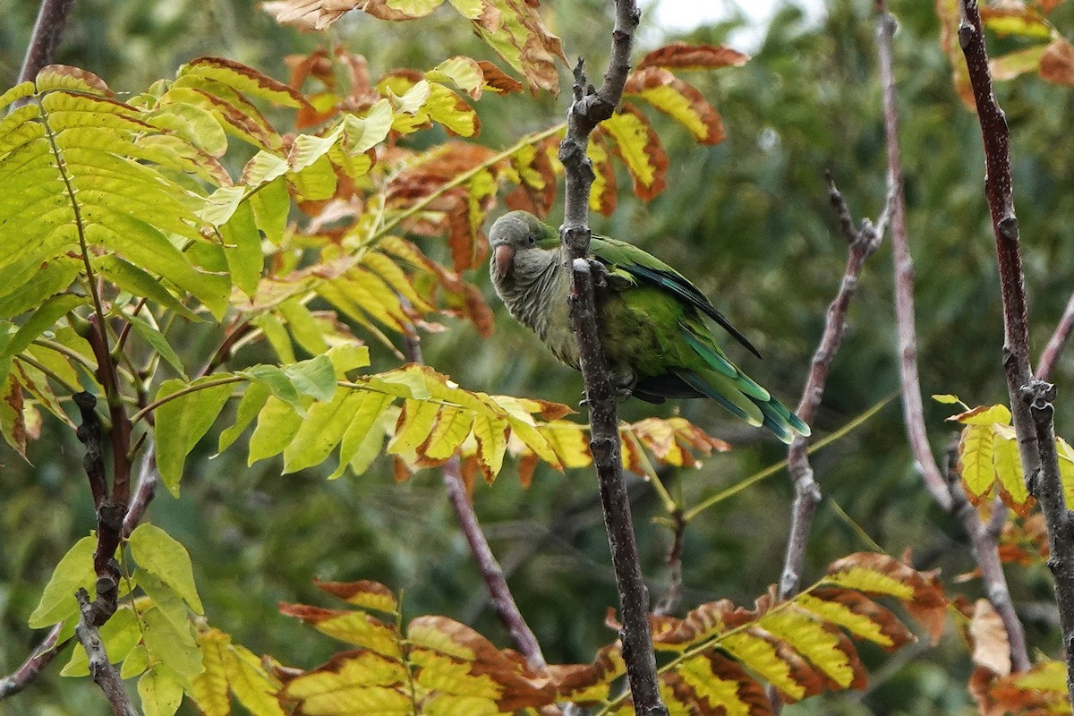 オキナインコ - ML643123361