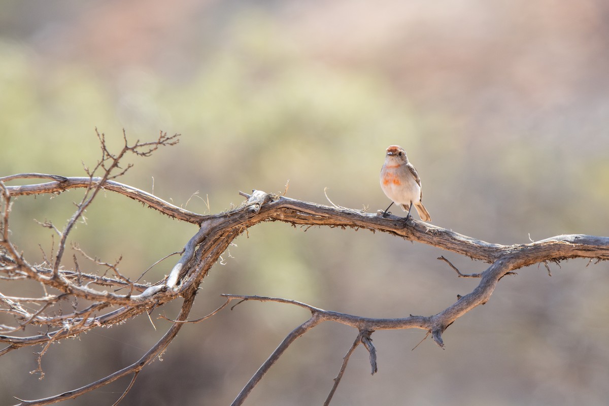 Red-capped Robin - ML643123363