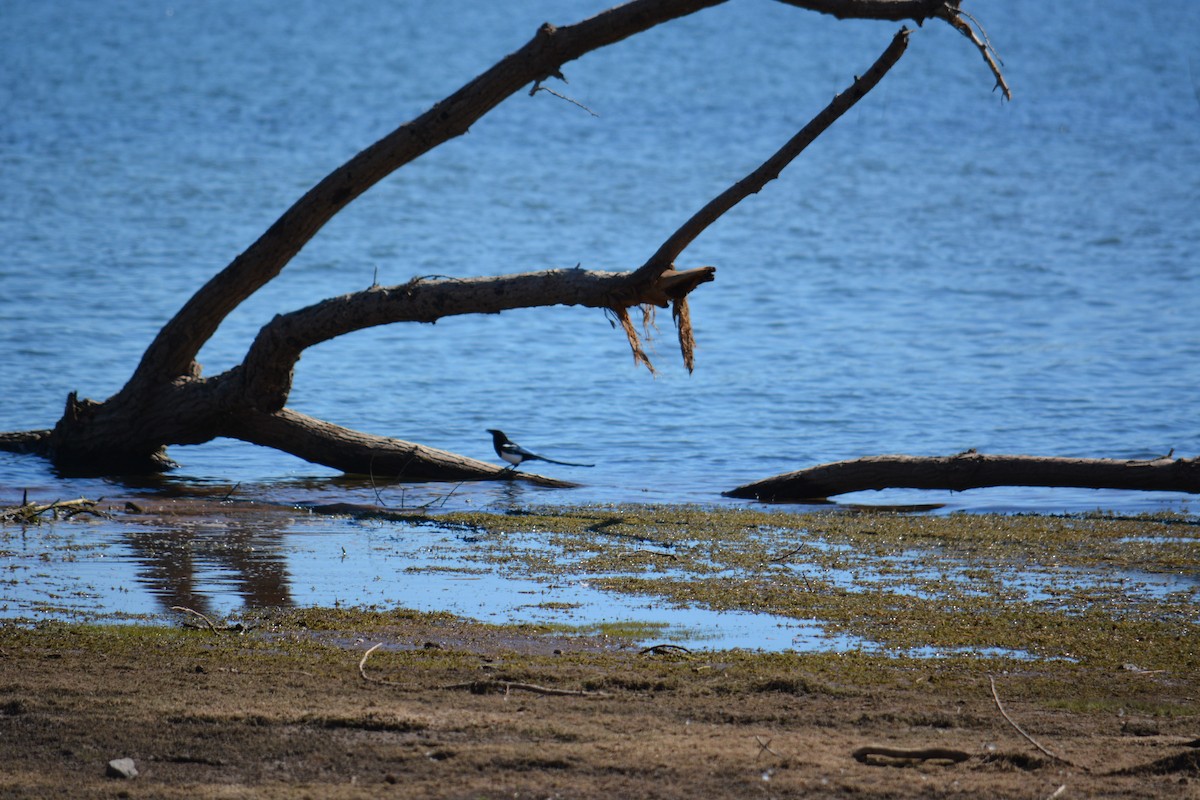 Black-billed Magpie - ML643123364