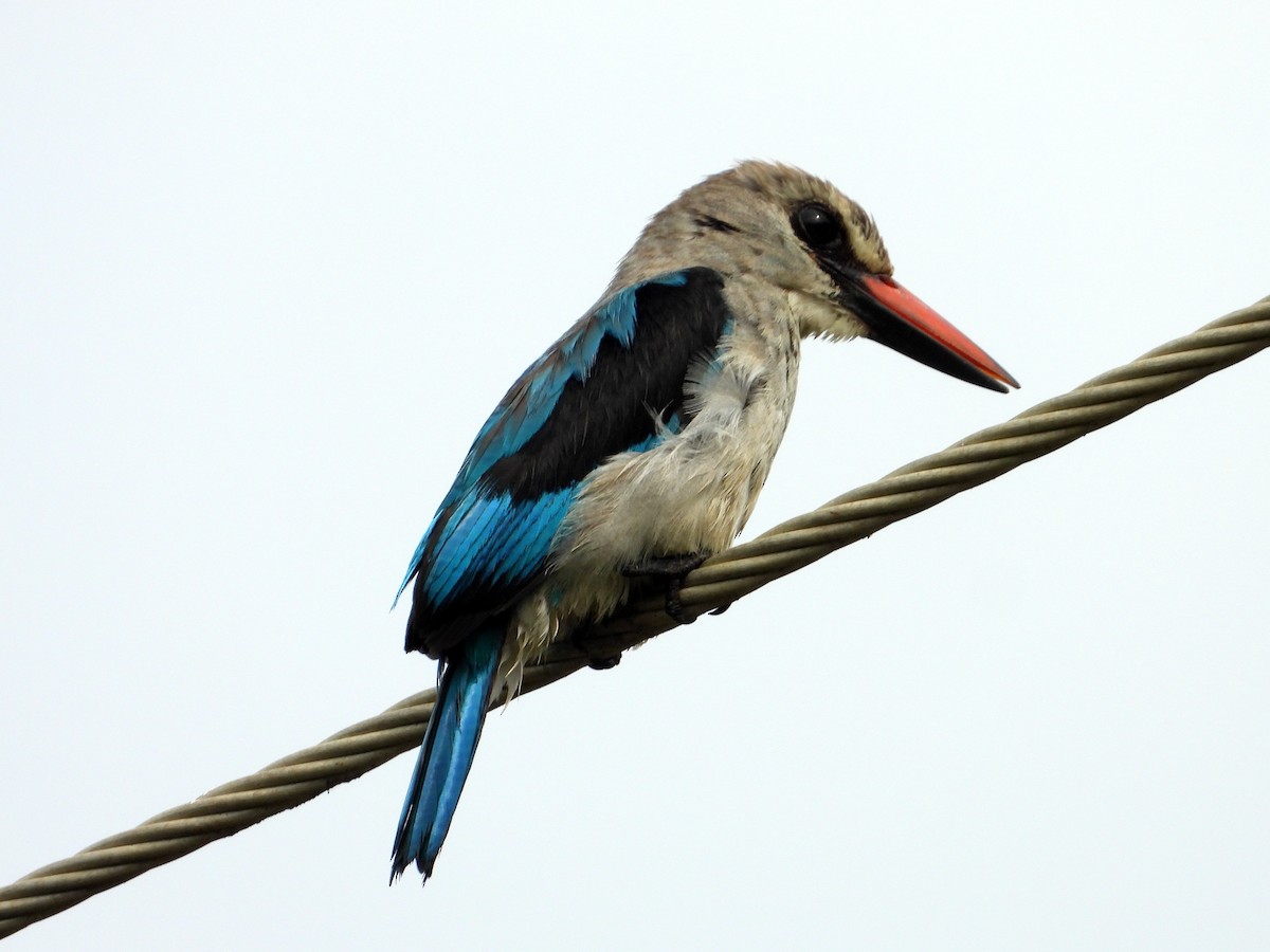 Woodland Kingfisher - ML643123387