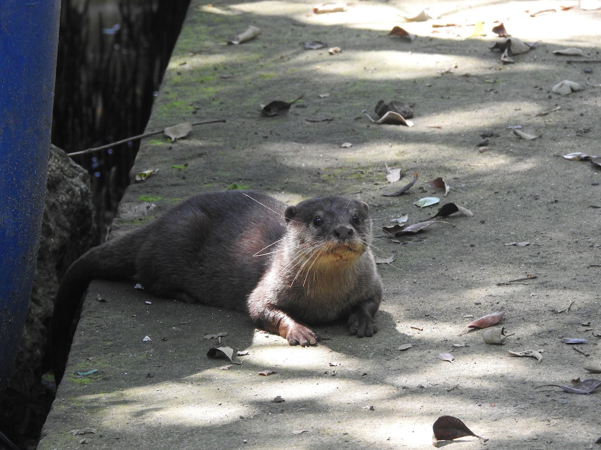 Southeast Asian Otter - ML643123396