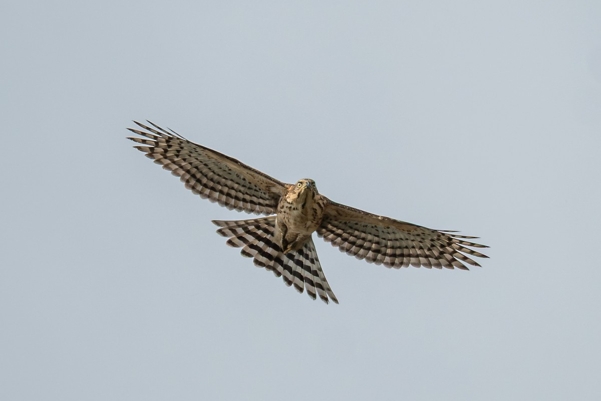 Crested Goshawk - ML643123444