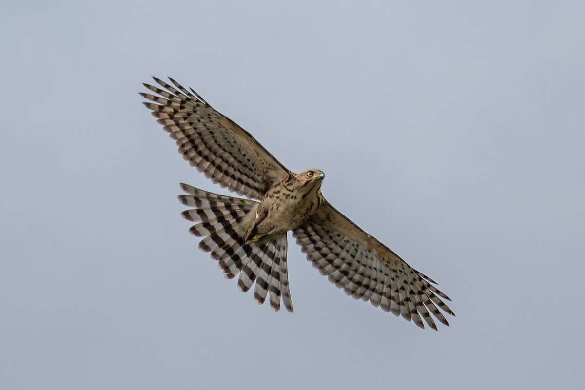 Crested Goshawk - ML643123445