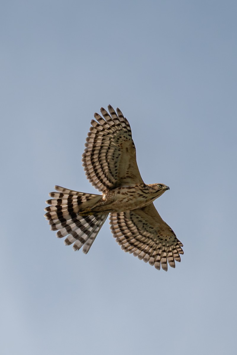 Crested Goshawk - ML643123446