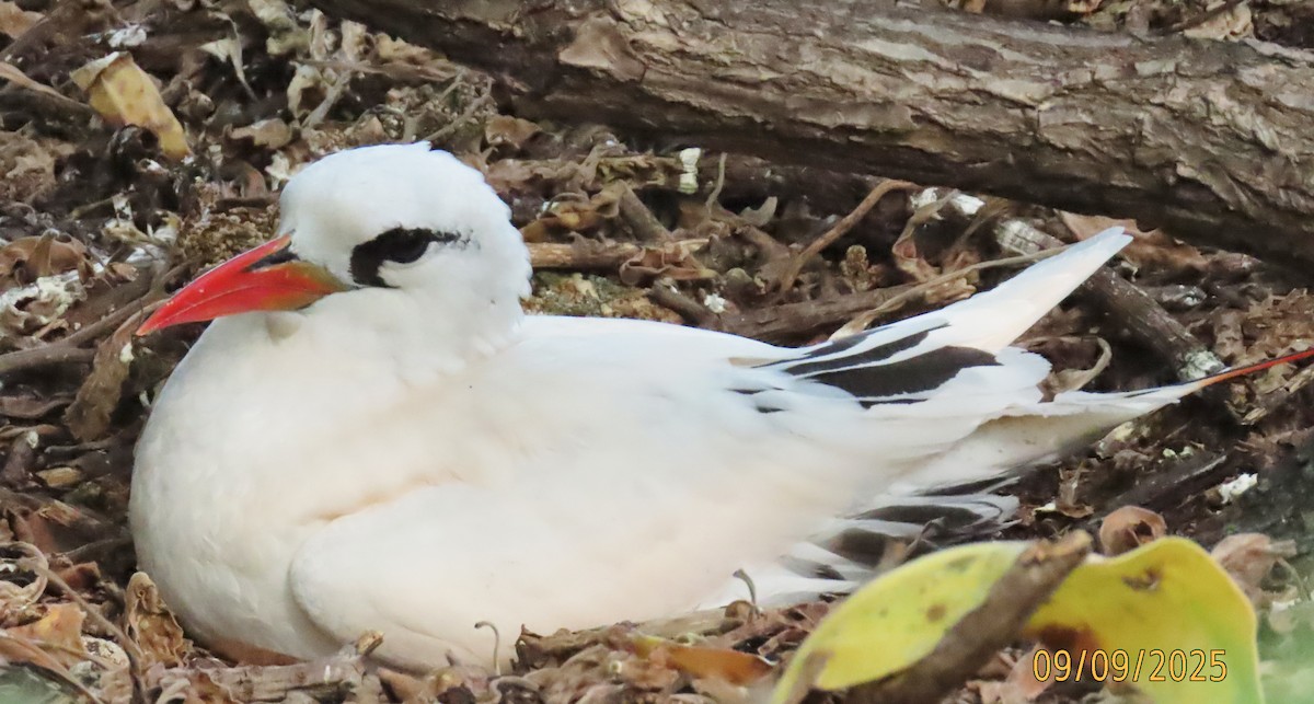 Red-tailed Tropicbird - ML643123457