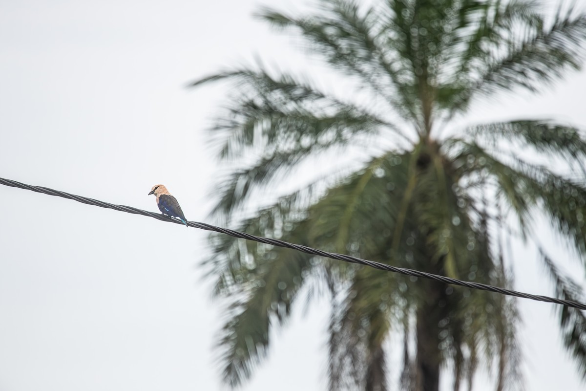 Blue-bellied Roller - ML643123462