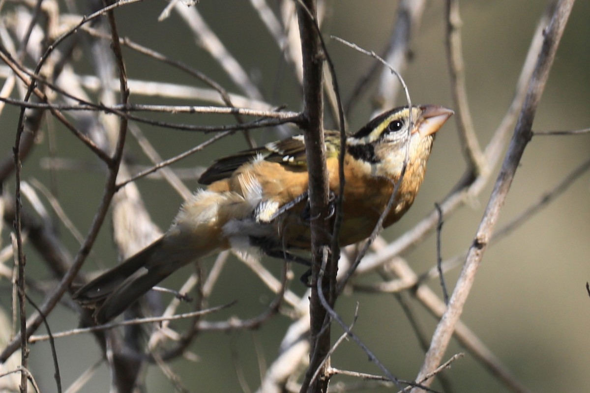 Black-headed Grosbeak - ML643123464