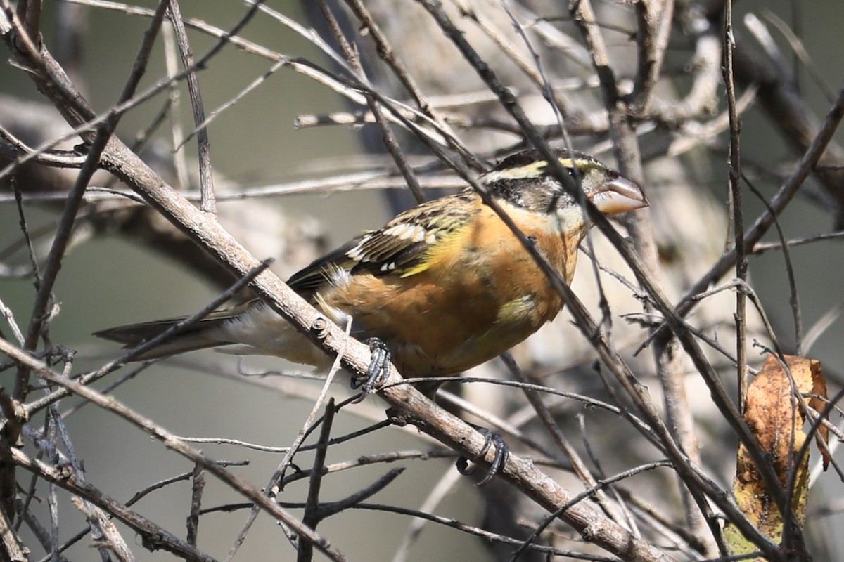 Black-headed Grosbeak - ML643123465
