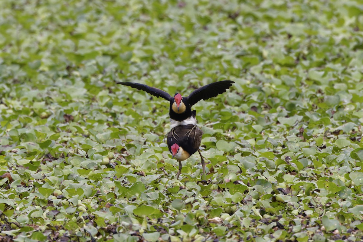 Comb-crested Jacana - ML643123472