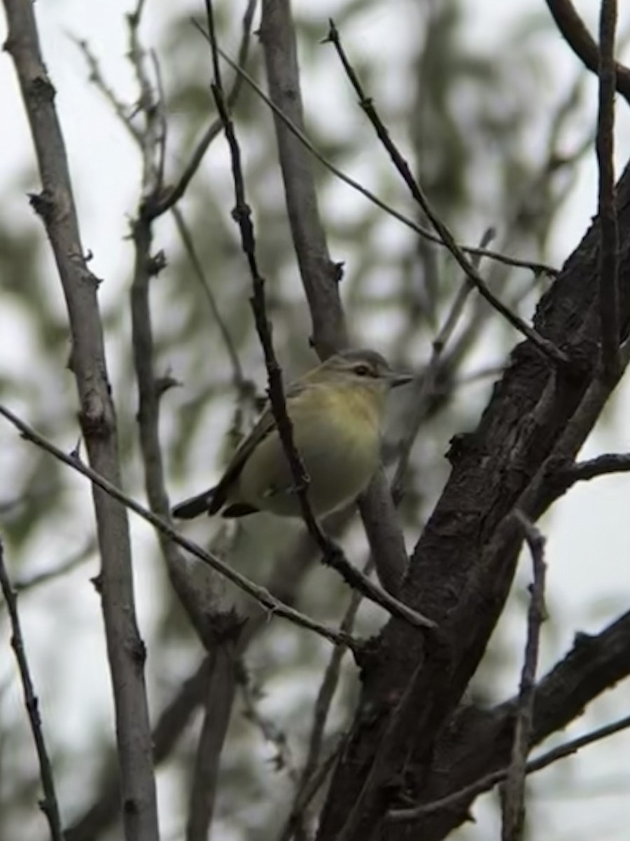 Philadelphia Vireo - ML643123489