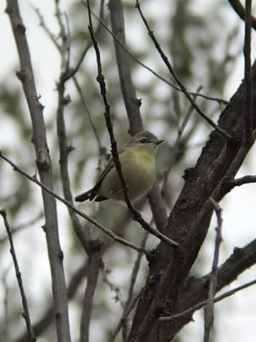 Philadelphia Vireo - ML643123490