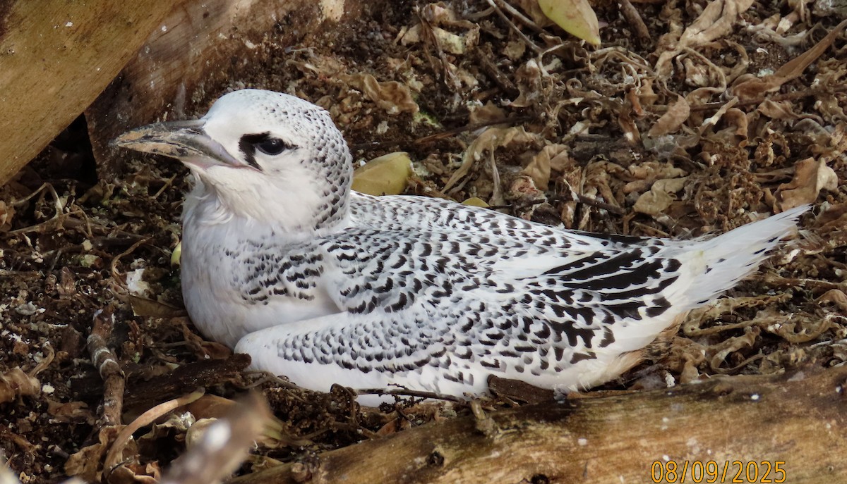 Red-tailed Tropicbird - ML643123506
