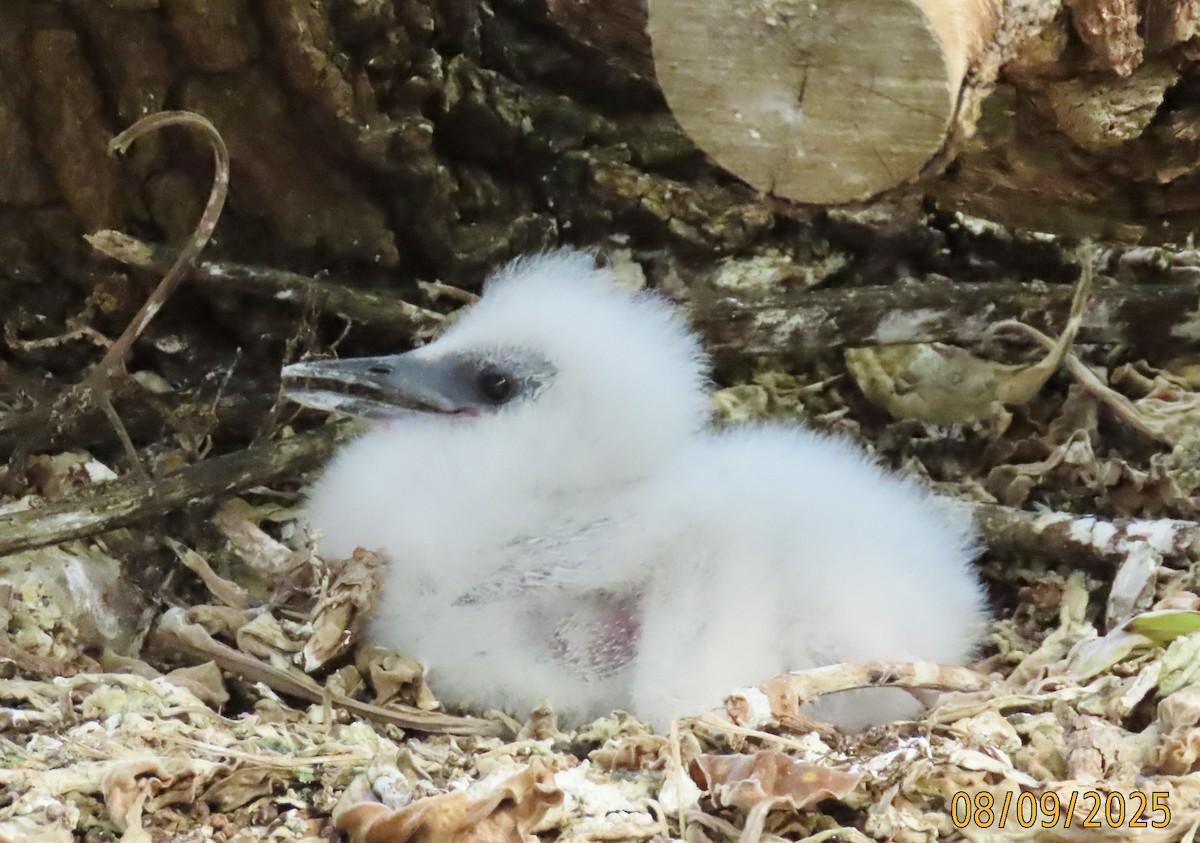 Red-tailed Tropicbird - ML643123507