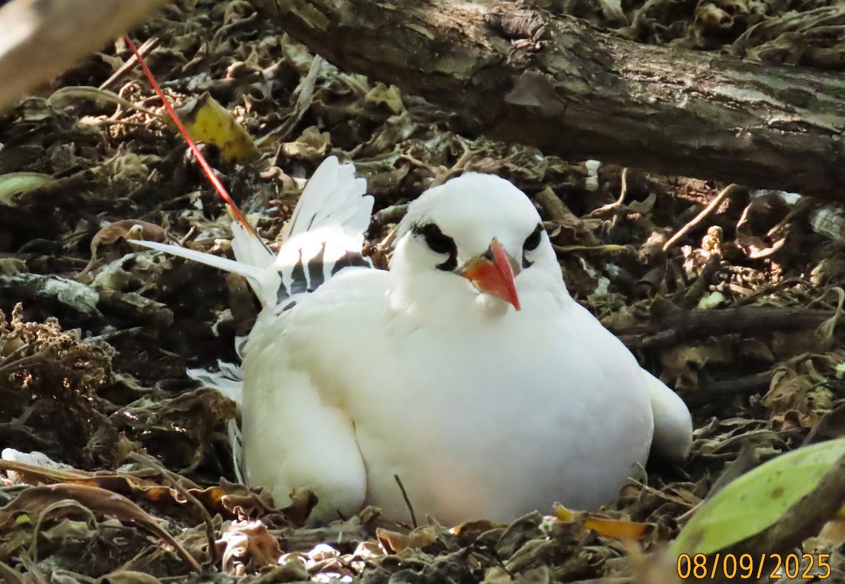Red-tailed Tropicbird - ML643123508