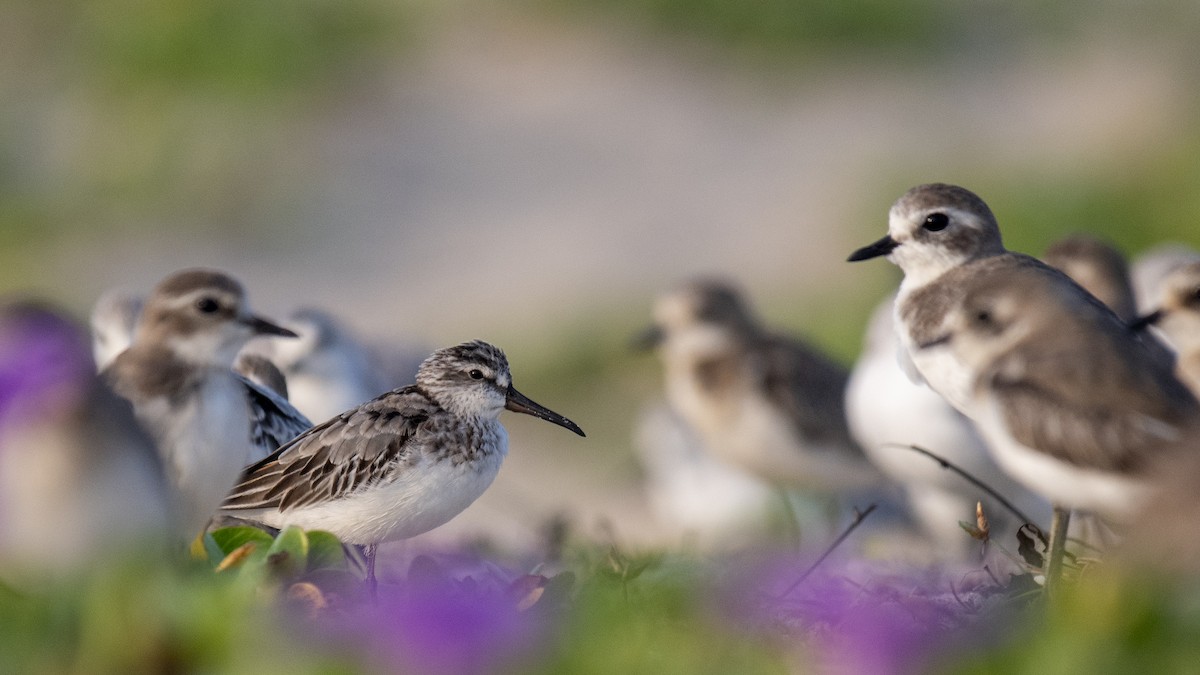 Broad-billed Sandpiper - ML643123516