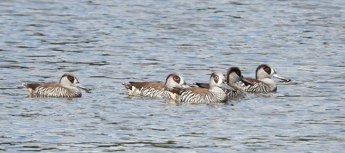 Pink-eared Duck - ML643123518