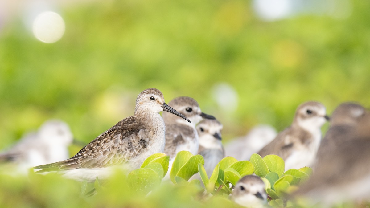 Curlew Sandpiper - ML643123519