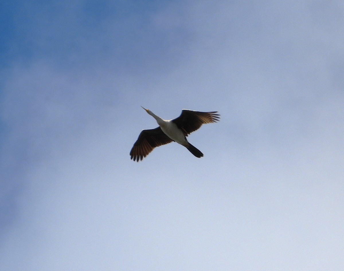 Australasian Darter - ML643123522