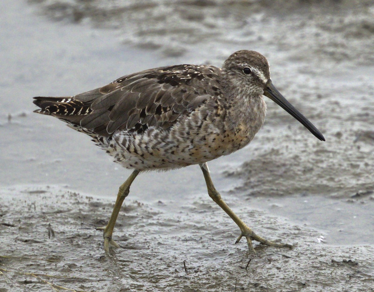 Short-billed Dowitcher - ML643123534