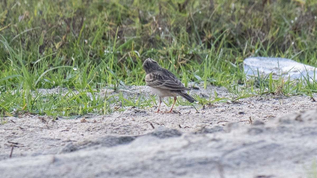 Mongolian Short-toed Lark - ML643123535