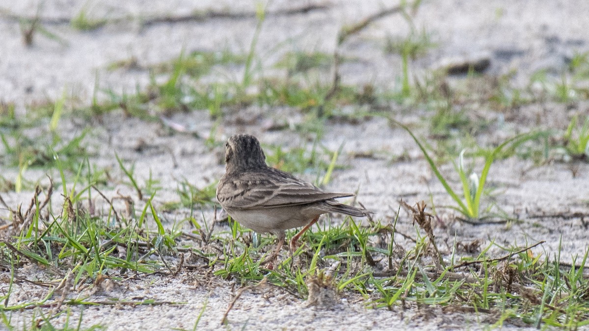 Mongolian Short-toed Lark - ML643123536