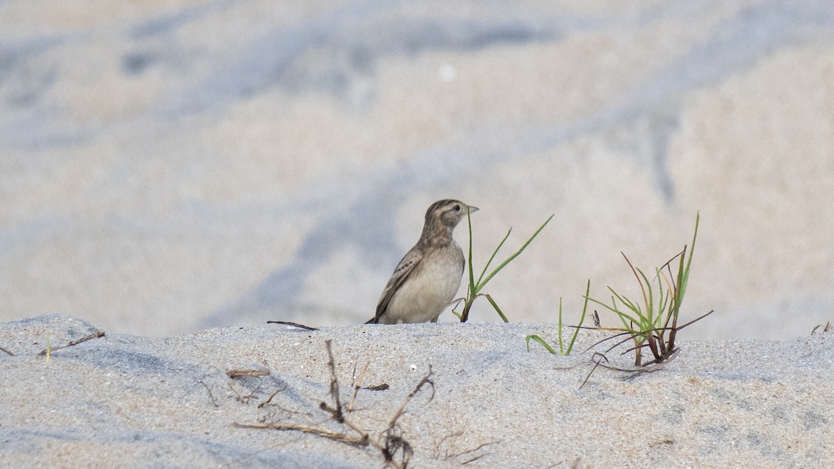 Mongolian Short-toed Lark - ML643123537