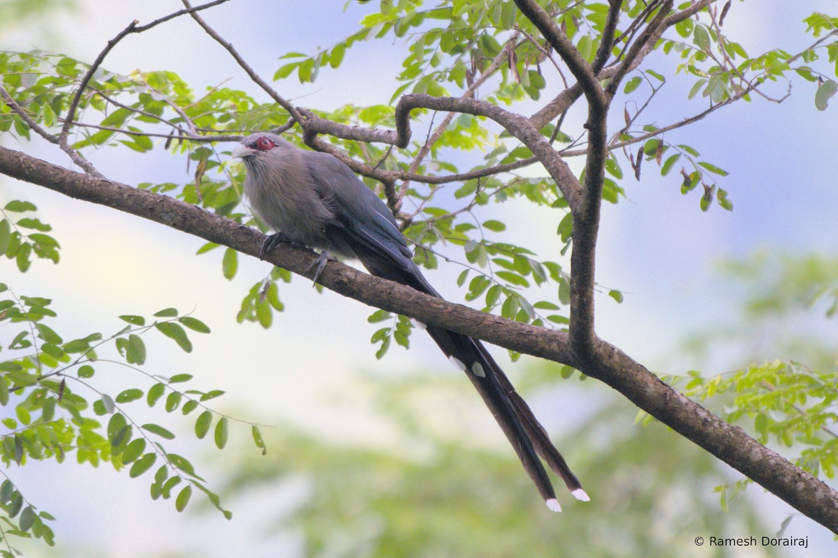 Green-billed Malkoha - ML643123554