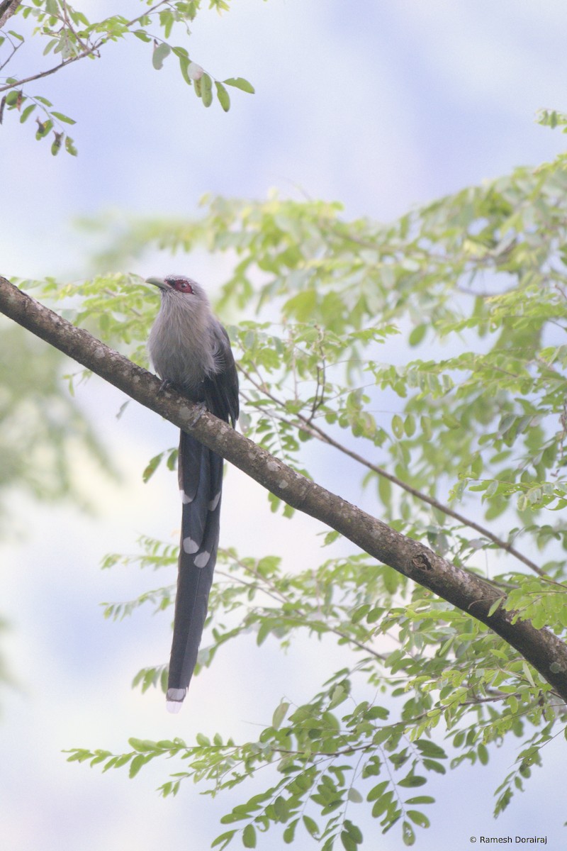 Green-billed Malkoha - ML643123555
