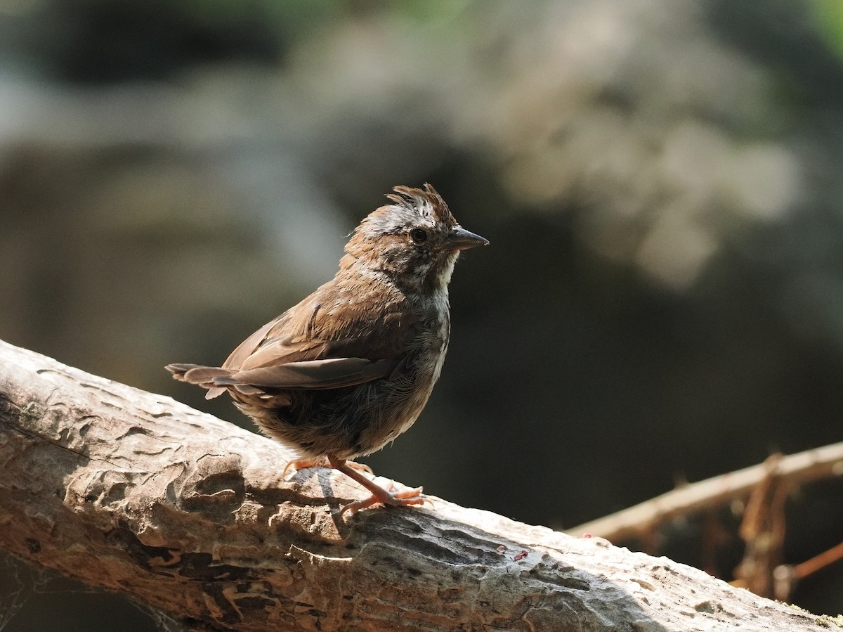 Song Sparrow - ML643123567