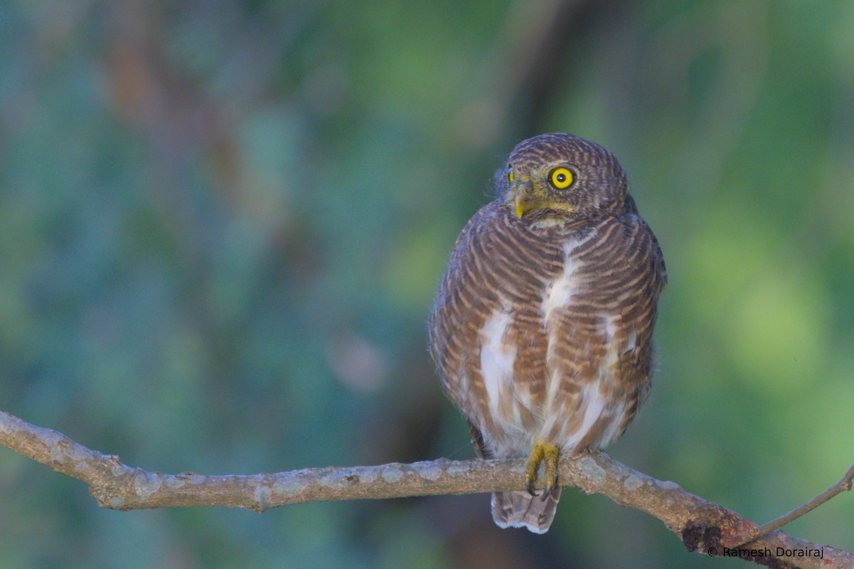 Asian Barred Owlet - ML643123568