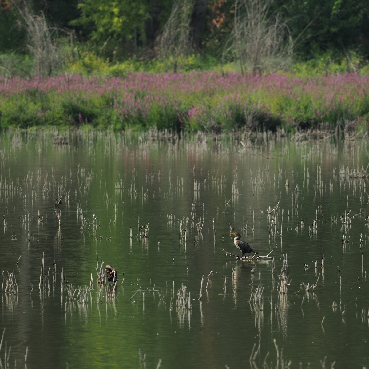 Double-crested Cormorant - ML643123570